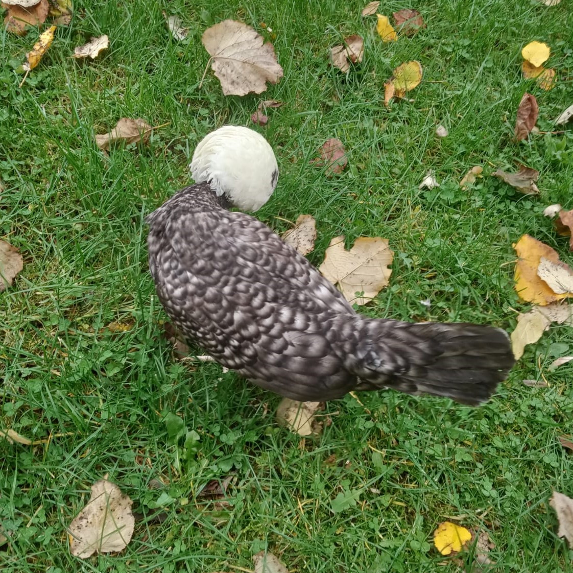 Coco Fizan için galeri görseli