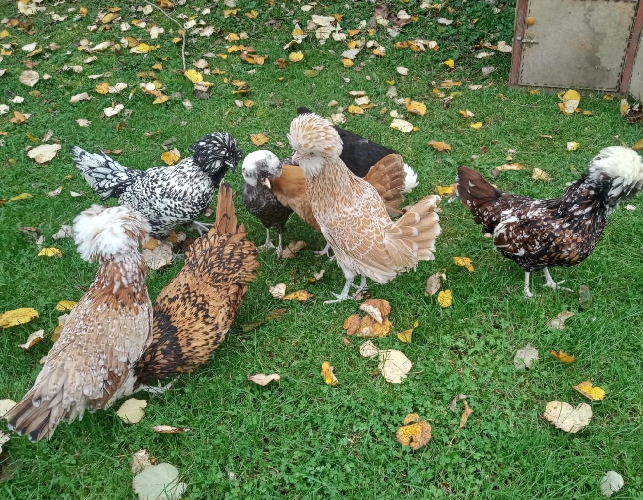 Selçuk Fizancı çiftliğinden genel görünüm 1