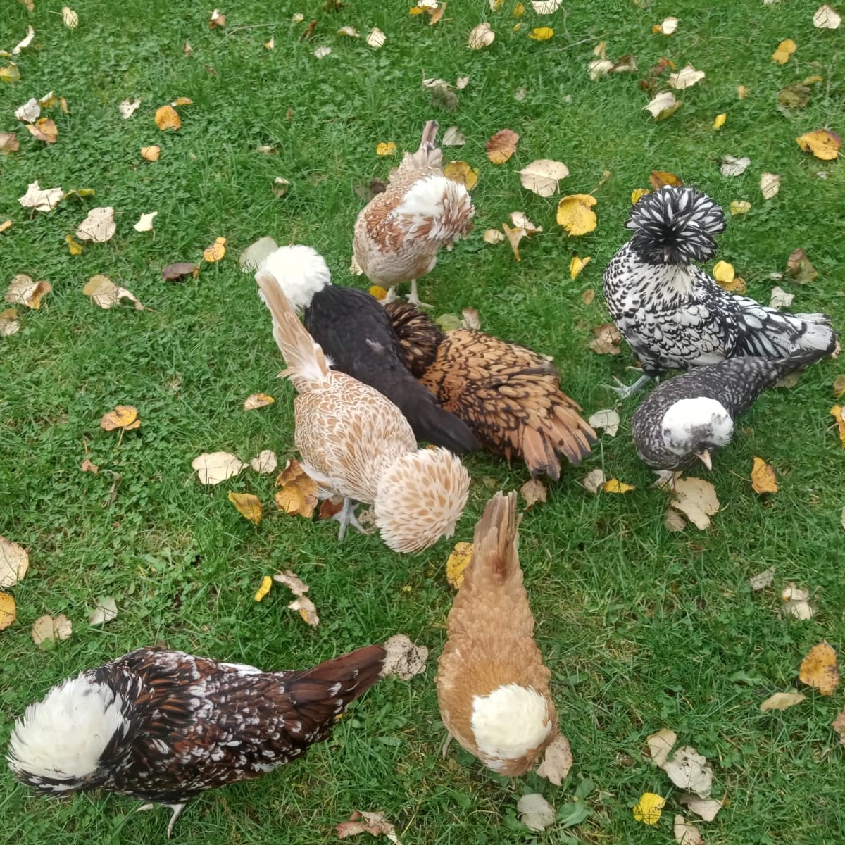 Selçuk Fizancı çiftliğinden genel görünüm 2