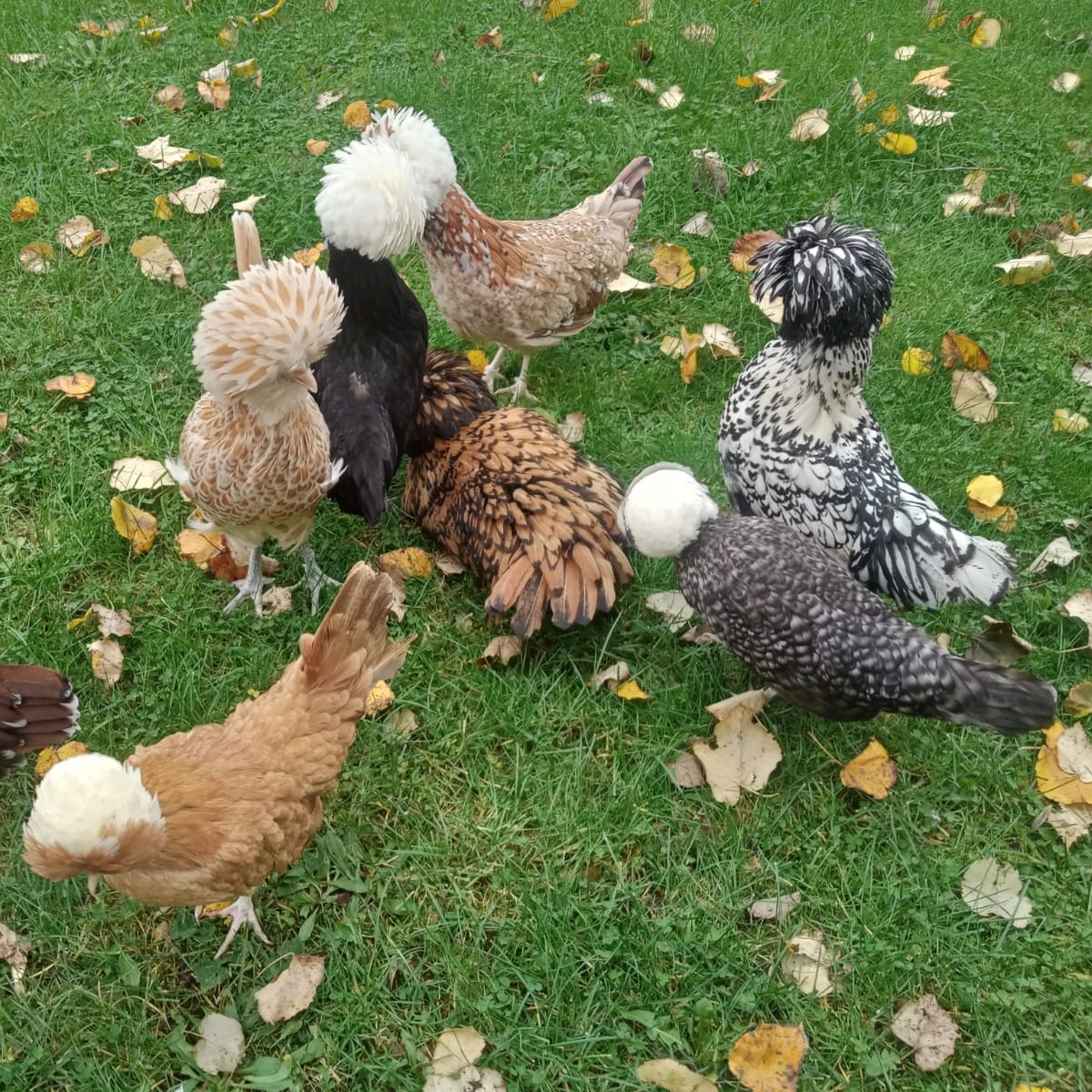 Selçuk Fizancı çiftliğinden genel görünüm 3