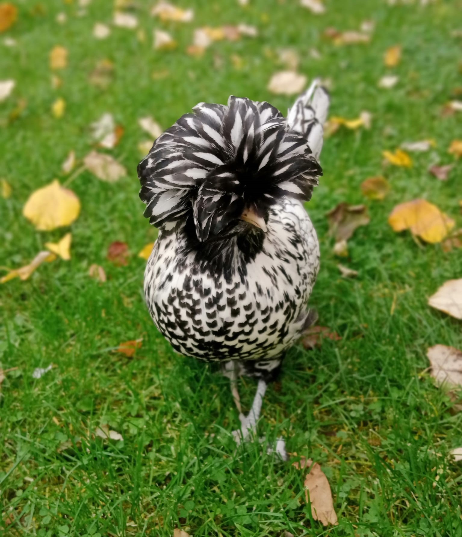 Gümüş Fizan için galeri görseli