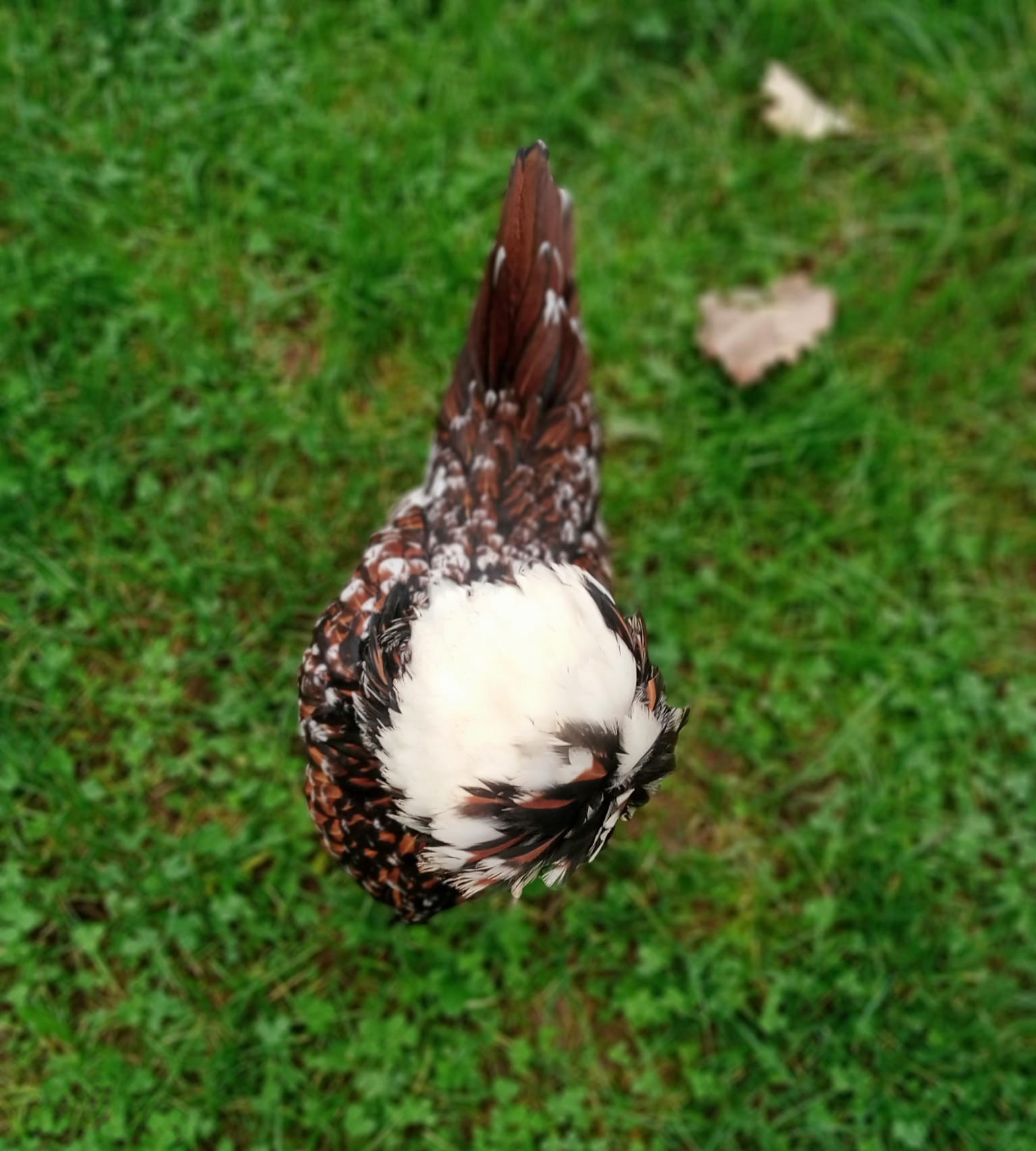 Tolbant Fizan için galeri görseli